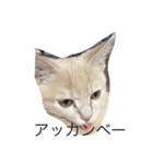 funny cats2（個別スタンプ：7）