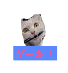 funny cats2（個別スタンプ：8）