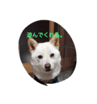 小太郎と遊ぼう（個別スタンプ：4）