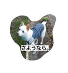 小太郎と遊ぼう（個別スタンプ：15）