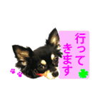 使えるチワワスタンプ2（個別スタンプ：6）