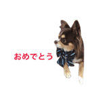 チワワのショコラちゃん var.2（個別スタンプ：3）