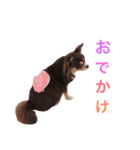 チワワのショコラちゃん var.2（個別スタンプ：10）
