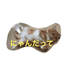 レーヴちゃん（個別スタンプ：3）