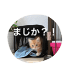 レーヴちゃん（個別スタンプ：10）