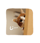茶トラ猫「こびん」byひよかさんち！（個別スタンプ：1）