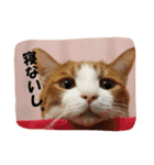 茶トラ猫「こびん」byひよかさんち！（個別スタンプ：2）
