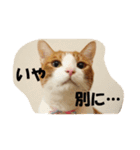 茶トラ猫「こびん」byひよかさんち！（個別スタンプ：3）