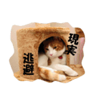 茶トラ猫「こびん」byひよかさんち！（個別スタンプ：4）