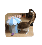 茶トラ猫「こびん」byひよかさんち！（個別スタンプ：5）