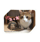 茶トラ猫「こびん」byひよかさんち！（個別スタンプ：6）