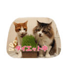 茶トラ猫「こびん」byひよかさんち！（個別スタンプ：7）