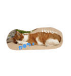 茶トラ猫「こびん」byひよかさんち！（個別スタンプ：8）