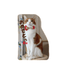 茶トラ猫「こびん」byひよかさんち！（個別スタンプ：9）