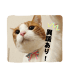 茶トラ猫「こびん」byひよかさんち！（個別スタンプ：10）