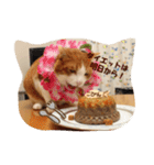 茶トラ猫「こびん」byひよかさんち！（個別スタンプ：11）
