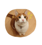 茶トラ猫「こびん」byひよかさんち！（個別スタンプ：13）