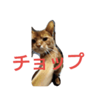 市川アビ蔵2（個別スタンプ：5）