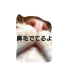 市川アビ蔵2（個別スタンプ：8）