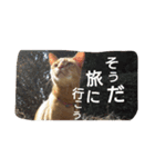 市川アビ蔵2（個別スタンプ：9）