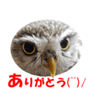 禽之助スタンプ VOL.2（個別スタンプ：1）