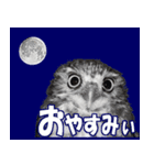 禽之助スタンプ VOL.2（個別スタンプ：4）