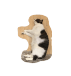 タロらんど（個別スタンプ：4）