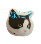 ニャーこのつぶやき（個別スタンプ：5）