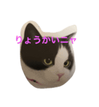 ニャーこのつぶやき（個別スタンプ：6）