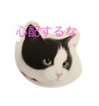ニャーこのつぶやき（個別スタンプ：7）