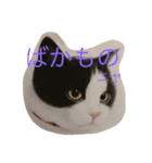 ニャーこのつぶやき（個別スタンプ：8）