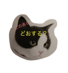 ニャーこのつぶやき（個別スタンプ：11）