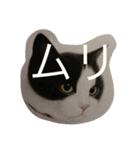 ニャーこのつぶやき（個別スタンプ：13）