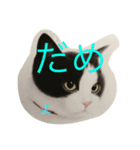 ニャーこのつぶやき（個別スタンプ：14）