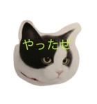 ニャーこのつぶやき（個別スタンプ：16）