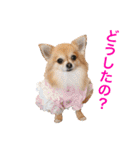 ちわわのぽすも 2（個別スタンプ：1）