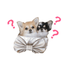 ちわわのぽすも 2（個別スタンプ：2）