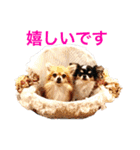ちわわのぽすも 2（個別スタンプ：4）