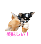 ちわわのぽすも 2（個別スタンプ：9）