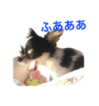 ちわわのぽすも 2（個別スタンプ：12）