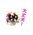 ちわわのぽすも 2（個別スタンプ：18）