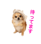 ちわわのぽすも 2（個別スタンプ：21）