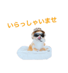 ちわわのぽすも 2（個別スタンプ：30）