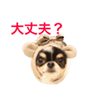 ちわわのぽすも 2（個別スタンプ：32）