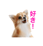 ちわわのぽすも 2（個別スタンプ：35）