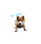 柴犬 びびちゃん（個別スタンプ：1）