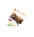 柴犬 びびちゃん（個別スタンプ：2）