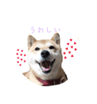 柴犬 びびちゃん（個別スタンプ：3）