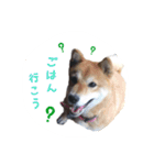 柴犬 びびちゃん（個別スタンプ：4）