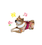 柴犬 びびちゃん（個別スタンプ：5）